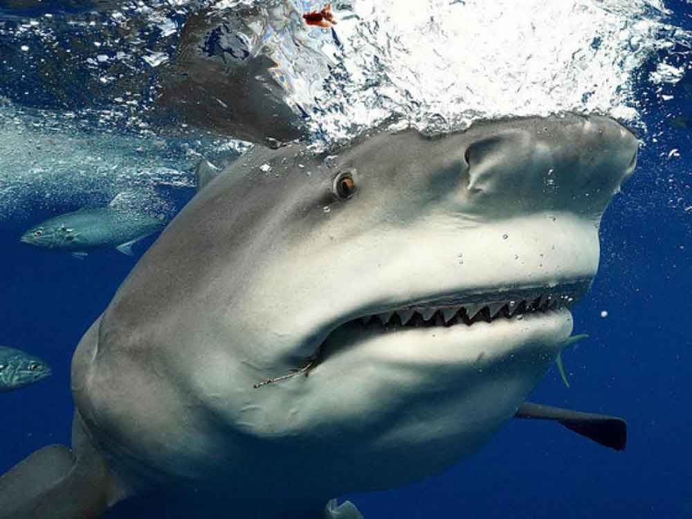 Mergulhador flagra tubarão monstruoso caçando em praia