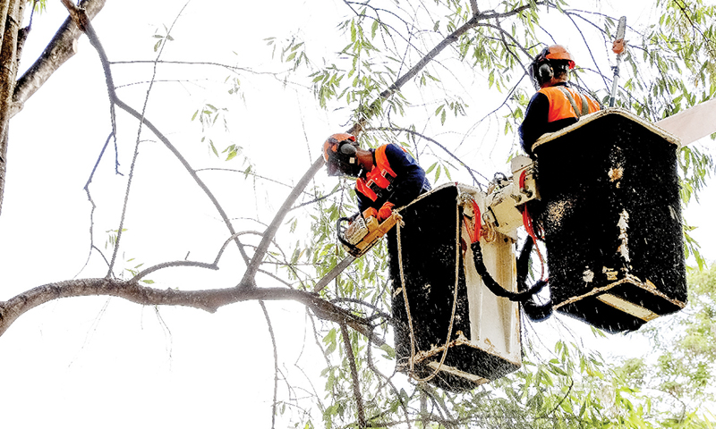 Neste ano, mais de 81 mil podas de árvores foram realizadas no DF