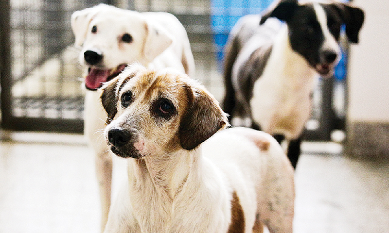 CLDF aprova campanha de conscientização sobre a cinomose canina