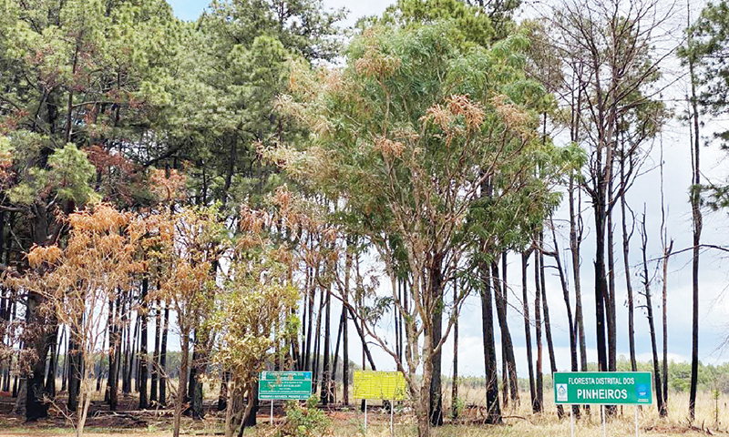 Ibram abre consulta pública sobre poligonal da Floresta Distrital dos Pinheiros