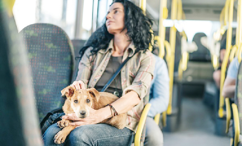 PL aprovado flexibiliza acesso de pets no transporte público