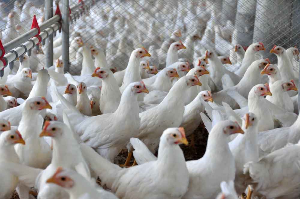 Brasil reforça ações de biossegurança para prevenir gripe aviária