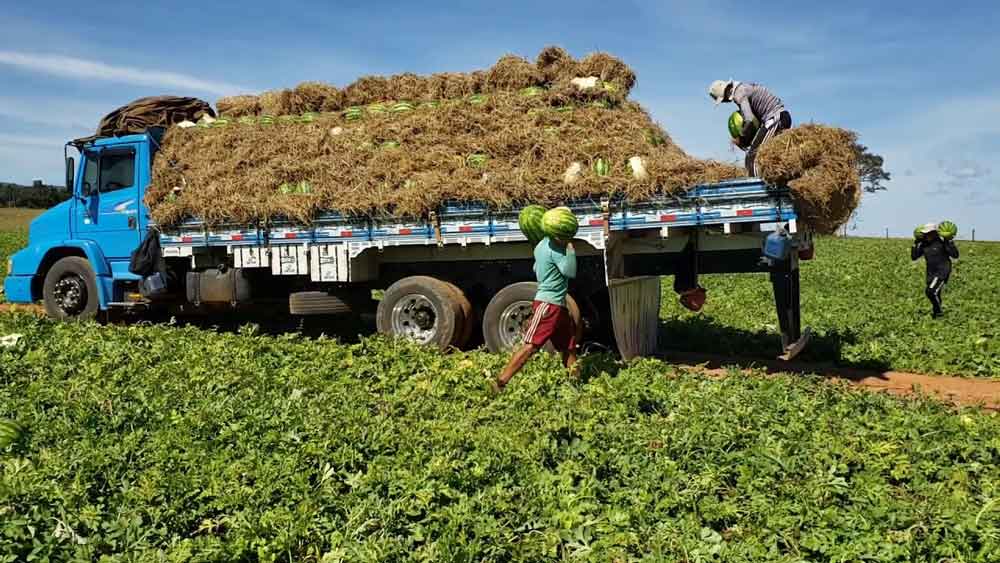 Produção de melancia cresce 23,5% em Goiás