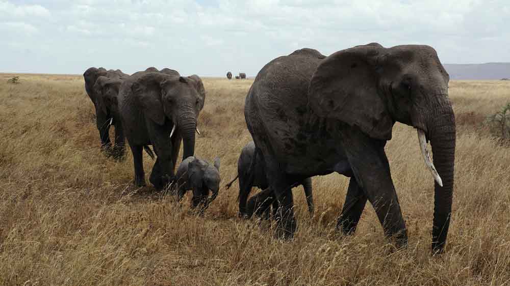 Mais de 200 elefantes morrem no Quênia em nove meses durante pior seca em 40 anos