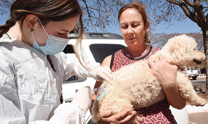 Mais de 130 mil animais já foram vacinados contra a raiva no DF