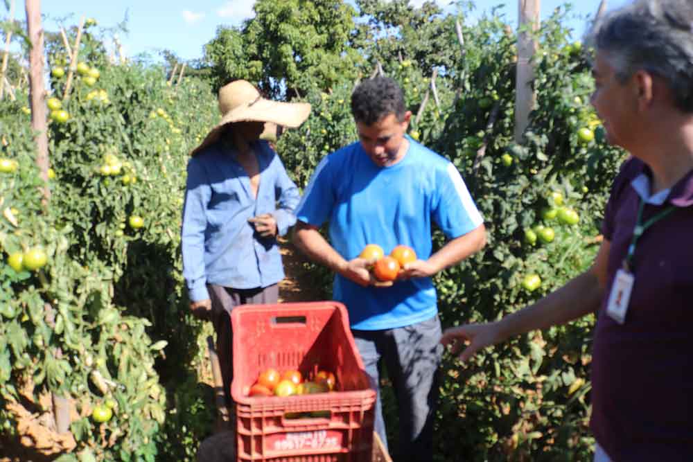 Agricultor eleva renda com produção de tomate em Brazlândia