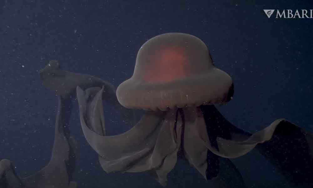 Cientistas filmam uma raríssima ‘água-viva fantasma’ gigante em região remota de oceano