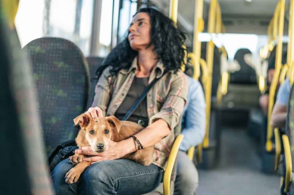 Pets com coleira e guia agora podem ser levados em ônibus e metrô