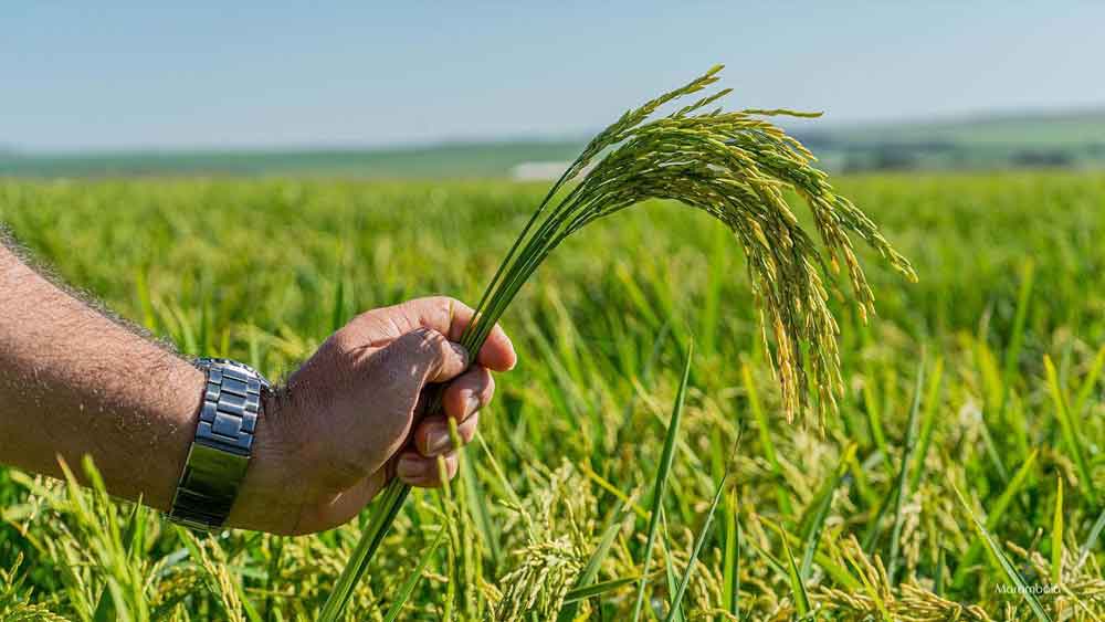 Goiás: Produção de arroz tem projeção de crescimento de 24,5% em 2023