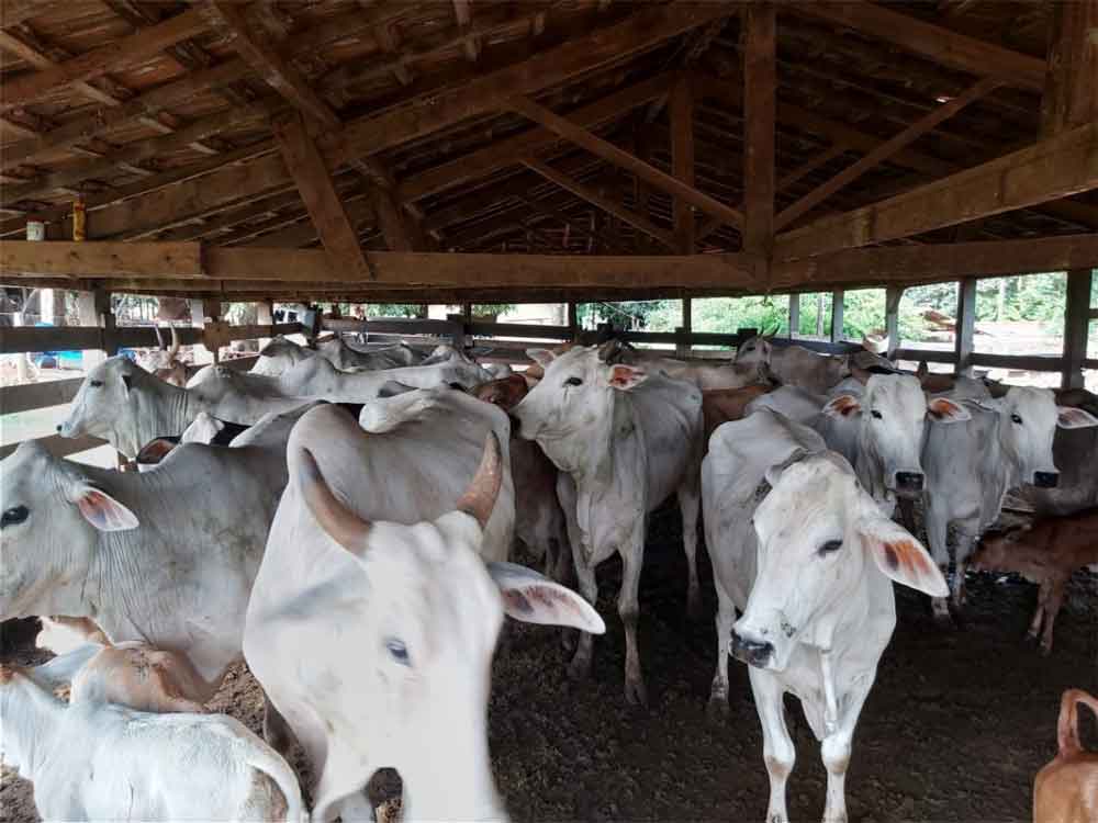 Goiás detém 3º maior rebanho bovino rastreado para União Europeia