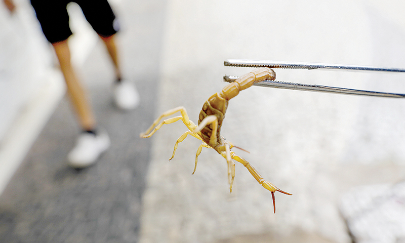 Casos de acidentes com escorpiões aumentam 45% no Distrito Federal