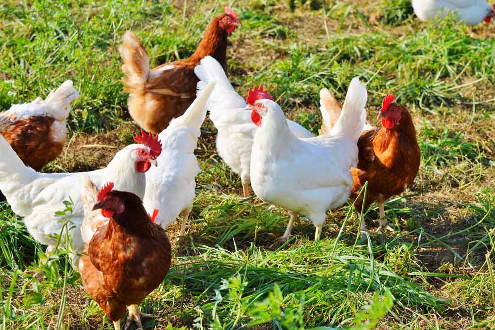 GDF adota medidas para evitar a ocorrência de gripe aviária