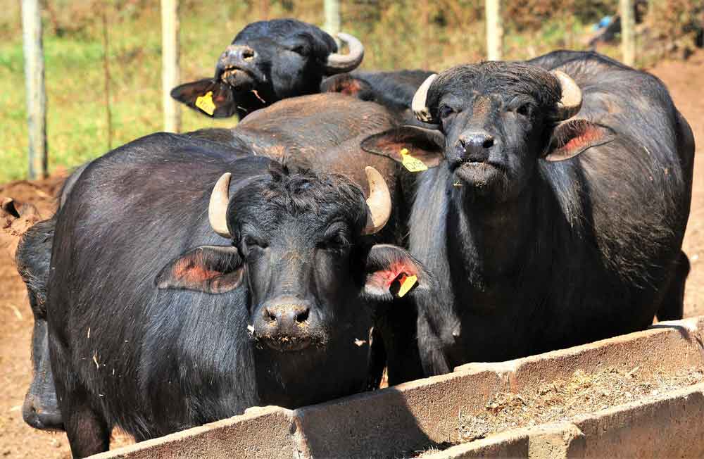 Goiás: Justiça suspende liminar que impede doação de búfalos em território Kalunga
