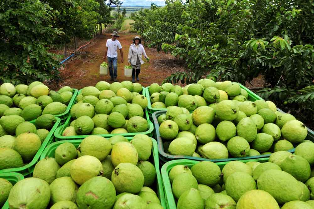 Novas variedades de goiaba aumenta produtividade da fruta na capital