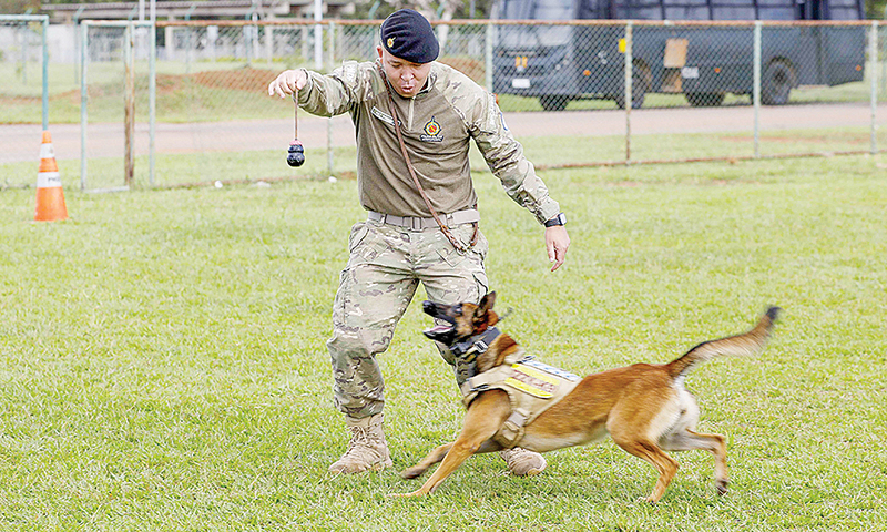 Polícia Militar do DF treina filhotes para se tornarem cães farejadores