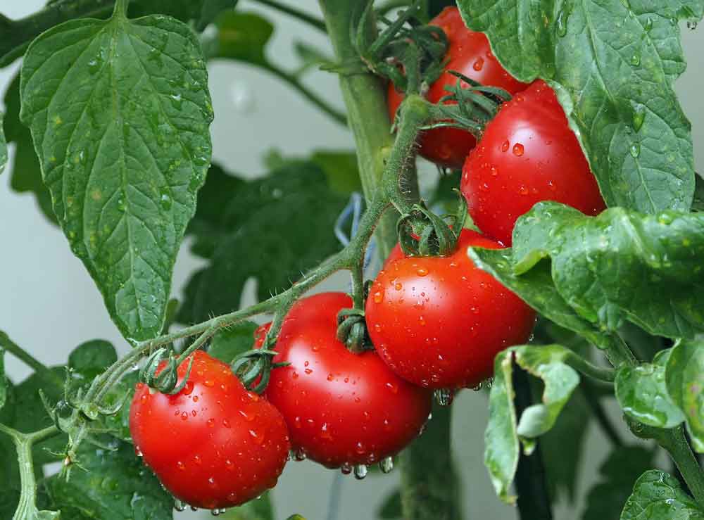 Goiás deve responder por quase um terço da produção brasileira de tomate
