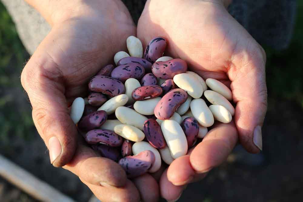 Governo manda recolher lotes de feijão impróprios para consumo