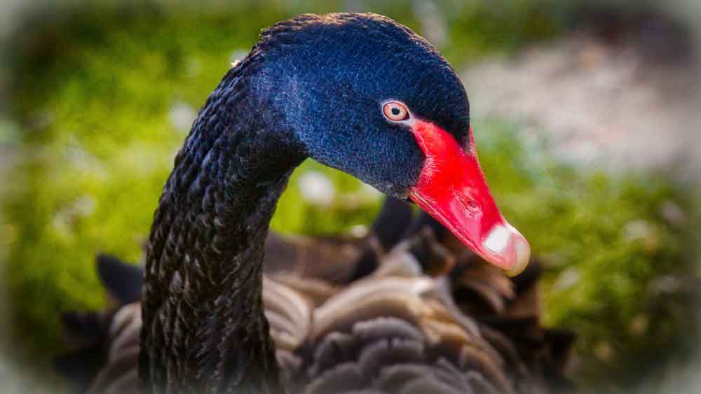 Governo confirma 1º caso de gripe aviária em ave silvestre no RS