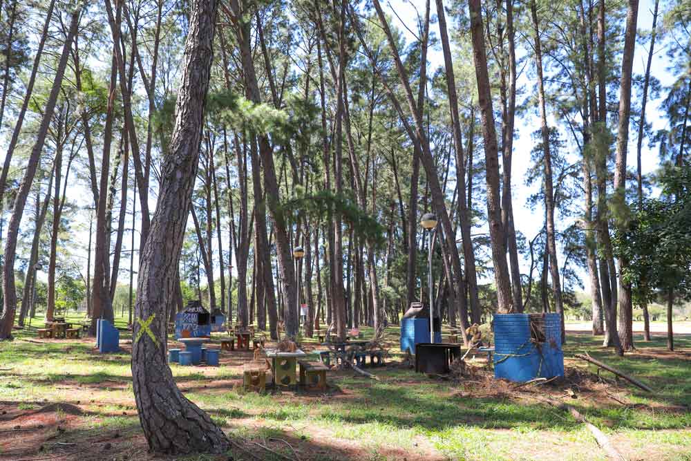 Grupo de trabalho planeja a retirada de pinheiros do Parque da Cidade