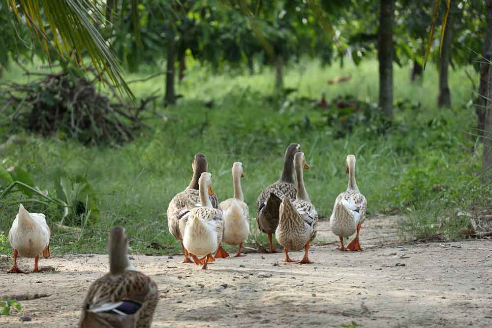 Gripe aviária leva o Paraná a decretar emergência zoossanitária