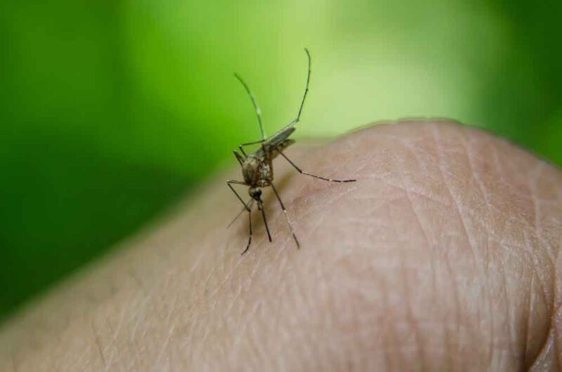 Notificações de zika vírus aumentam no país em relação a 2022