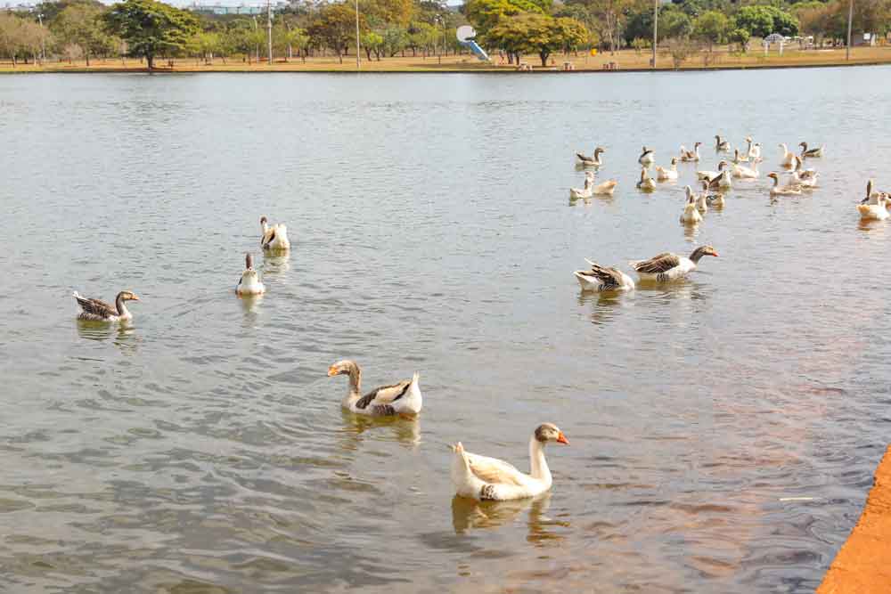 Lago do Parque da Cidade receberá operação de limpeza