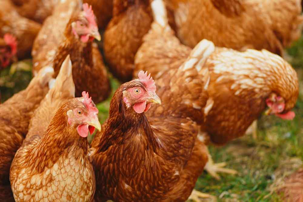 Japão retira embargo à importação de carne de frango de Santa Catarina