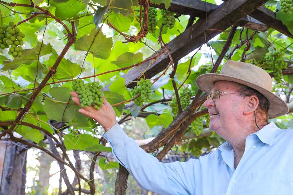 Feira da Uva e do Vinho mostra a força da produção do DF