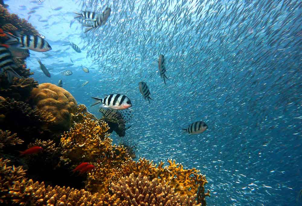 Colinas coralinas na costa capixaba abrigam grande biodiversidade