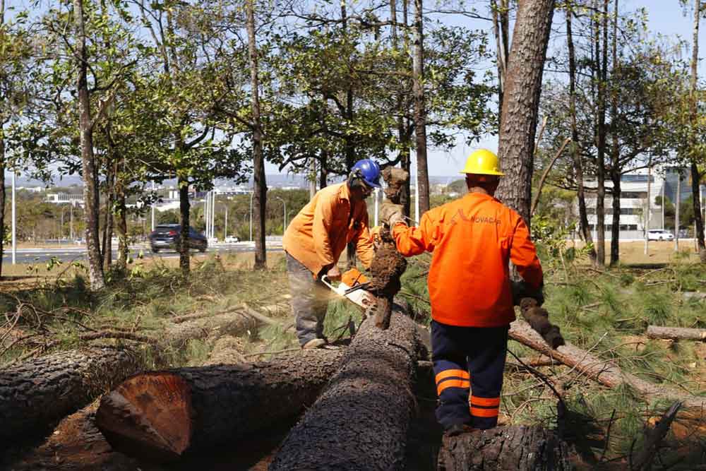 Mais de 590 pinheiros já foram retirados do Parque da Cidade