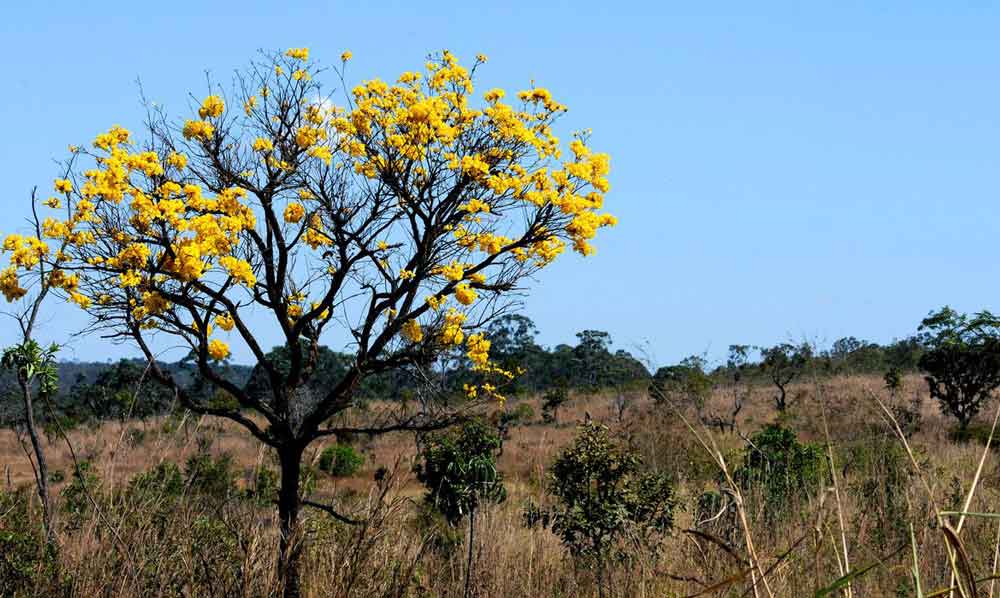 Contação de histórias e educação ambiental marcam a Semana do Cerrado