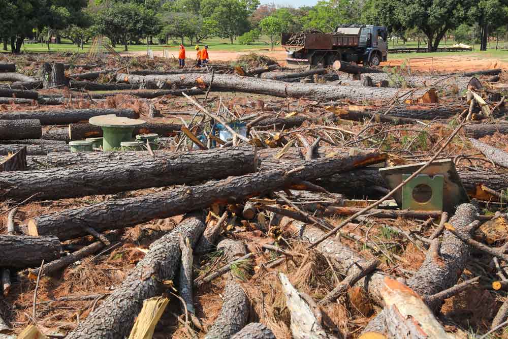 Retirada de pinheiros no Parque da Cidade está na fase de limpeza da área