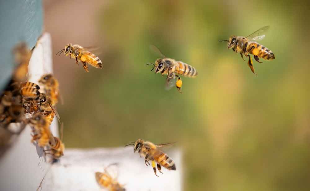 Especialistas alertam para ataques de abelhas e orientam sobre socorro
