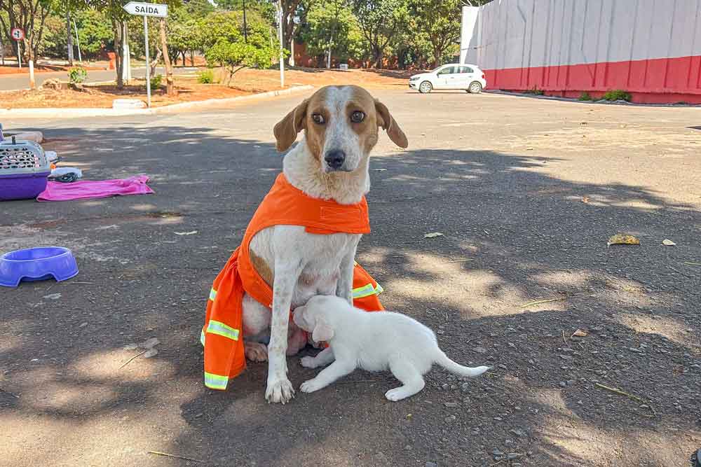 SLU promove adoção de animais abandonados em suas unidades