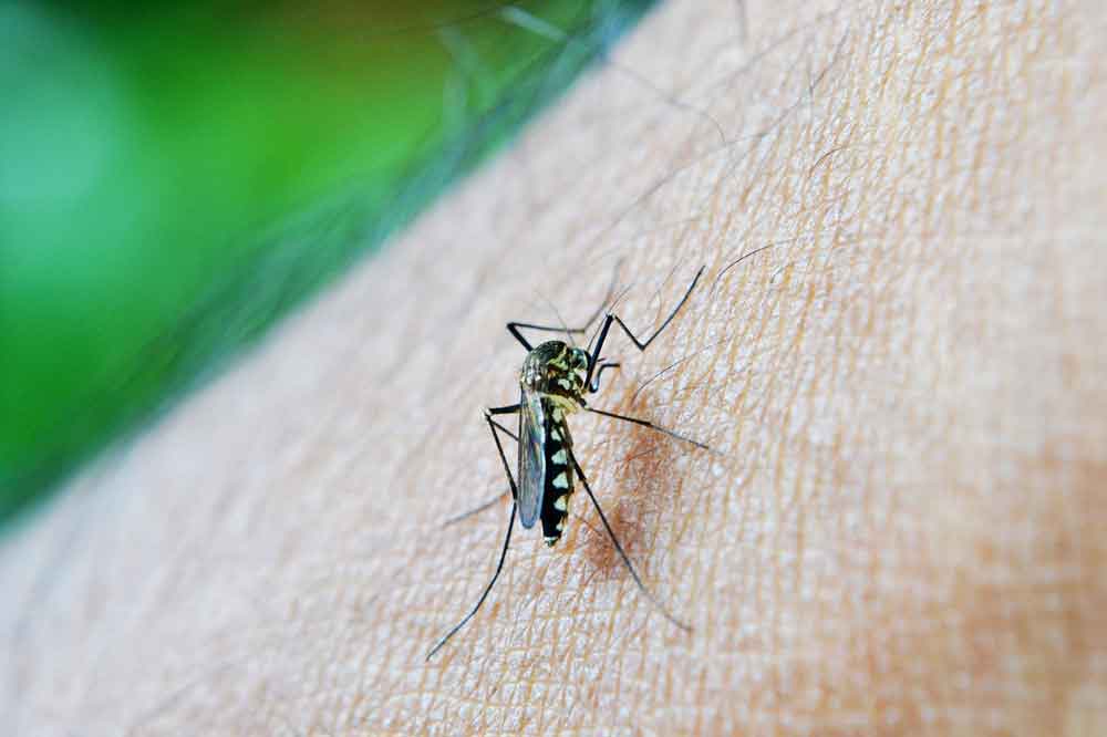 Saúde reforça ações de combate à dengue contra ameaça de epidemia em 2024