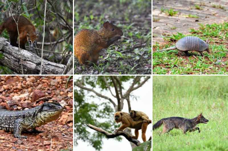 Estudo revela variedade da fauna de 13 áreas protegidas no DF