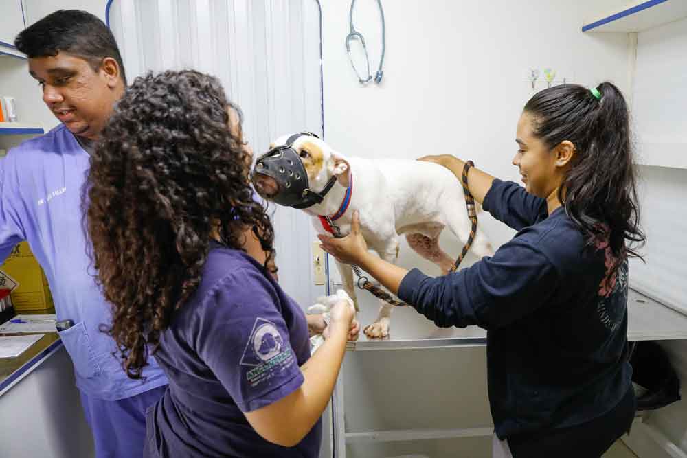Unidade móvel oferece atendimento veterinário no Recanto das Emas