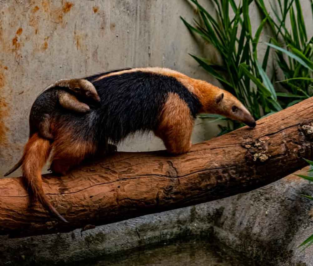 Zoológico faz enquete para escolher nome de filhote de tamanduá-mirim