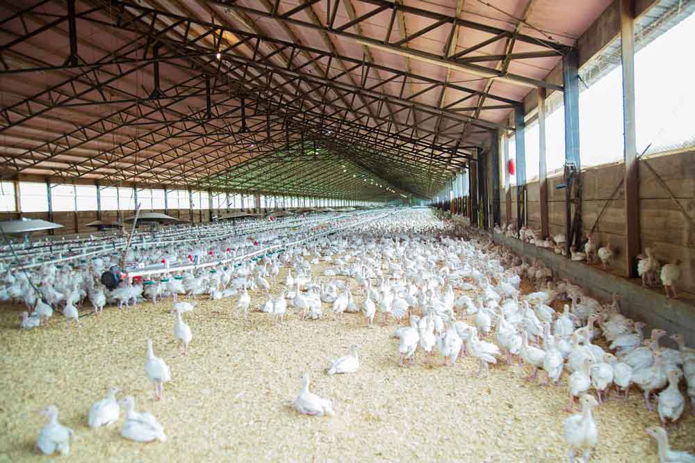 China extingue sobretaxava de exportações brasileiras de produtos de carne de frango