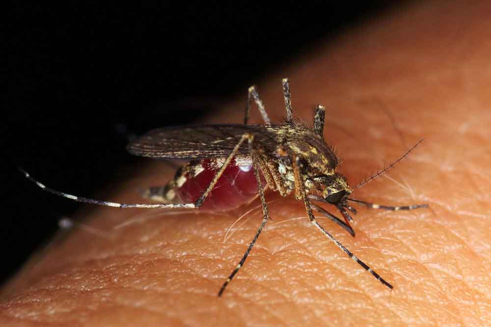 Casos prováveis de dengue no Brasil se aproxima de 1 milhão