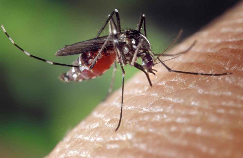 Pesquisadores da UFG encontra ovos de Aedes aegypti já infectados por zika e chikungunya