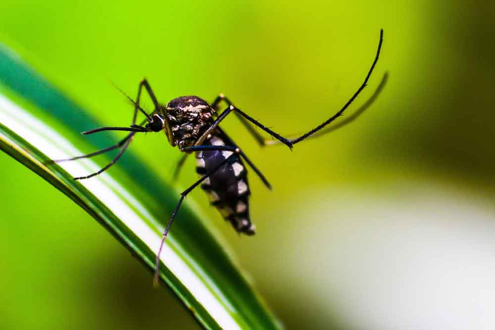 148 municípios goianos já instalaram Gabinetes contra Dengue