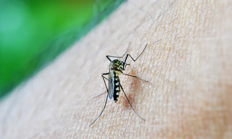 Ministério da Saúde confirma 62 mortes e 408 mil casos prováveis de dengue no país