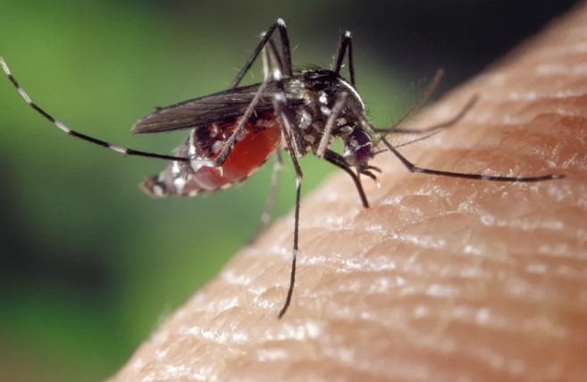 Brasil já supera marca de 2 mil mortes por dengue neste ano