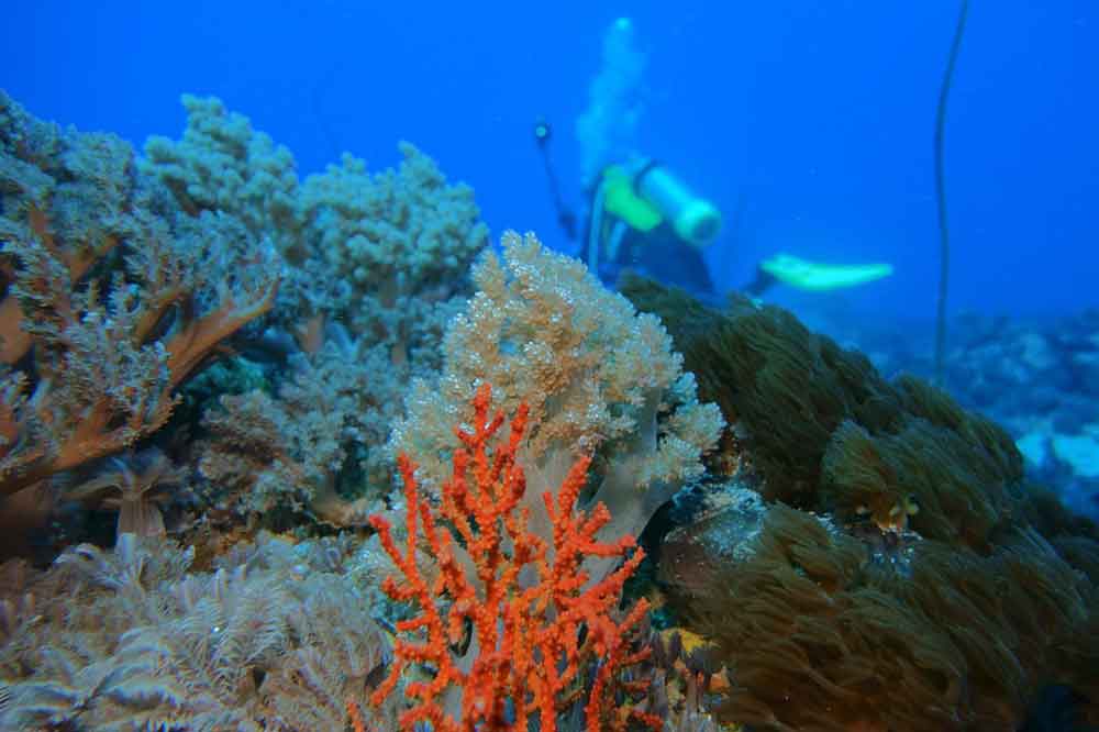 Branqueamento em recifes de corais avança no Nordeste, mostra pesquisa