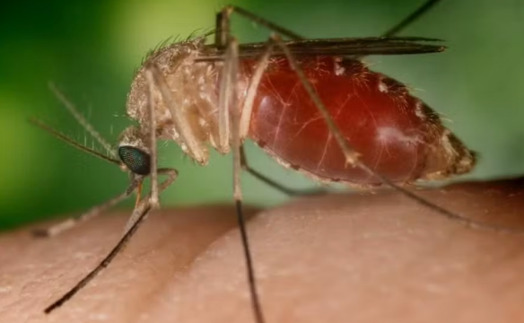O que é a febre oropouche? Doença tem aumento de casos no país, com 2,5 mil apenas no Amazonas