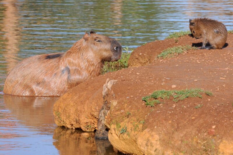 Consulta pública sobre monitoramento de capivaras do Lago Paranoá é aberta
