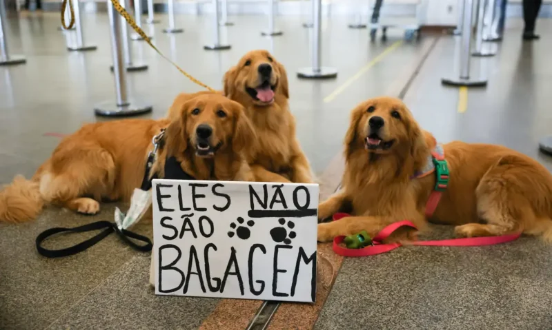 Tutores se manifestam no aeroporto de Brasília pela morte do cão Joca