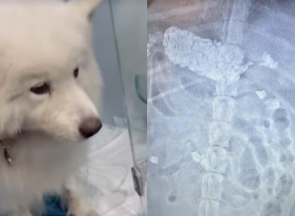 Cachorro de Alok é internado após comer pedras em condomínio; mulher de DJ mostra raio-x: ‘Que susto passamos’