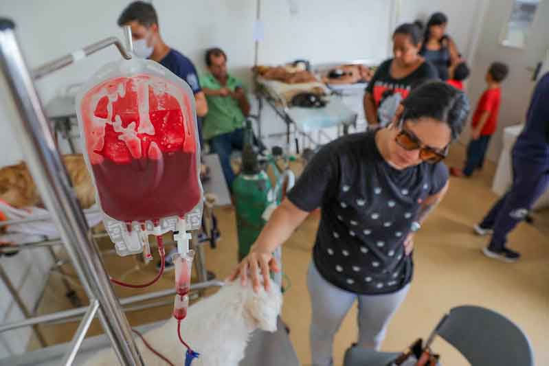 Hospital Veterinário: Doação de sangue  salva a vida de pets